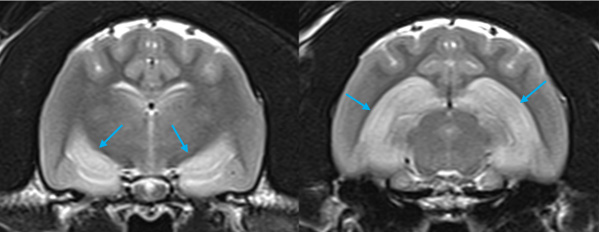 Feline epileptic partial seizures with orofacial automatism , Felinen Hippocampalen Nekrose 